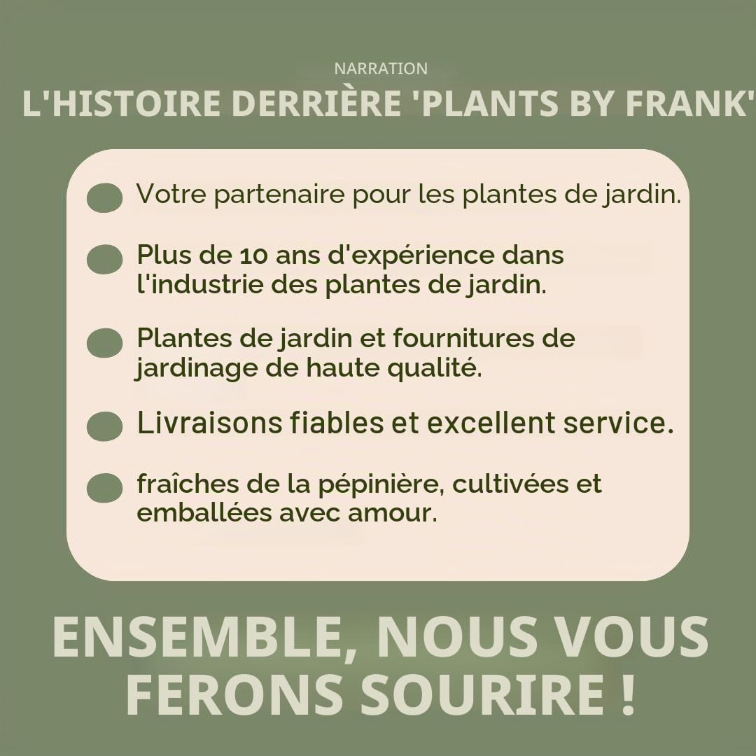 Plants by Frank | 72 Plantes de lavande vraie | Lavandula angustifolia | Ø 7 cm, 15 cm | Plantes vivaces | Idéales en bordure, en massifs et en pots | Plantes d’extérieur | Jardin