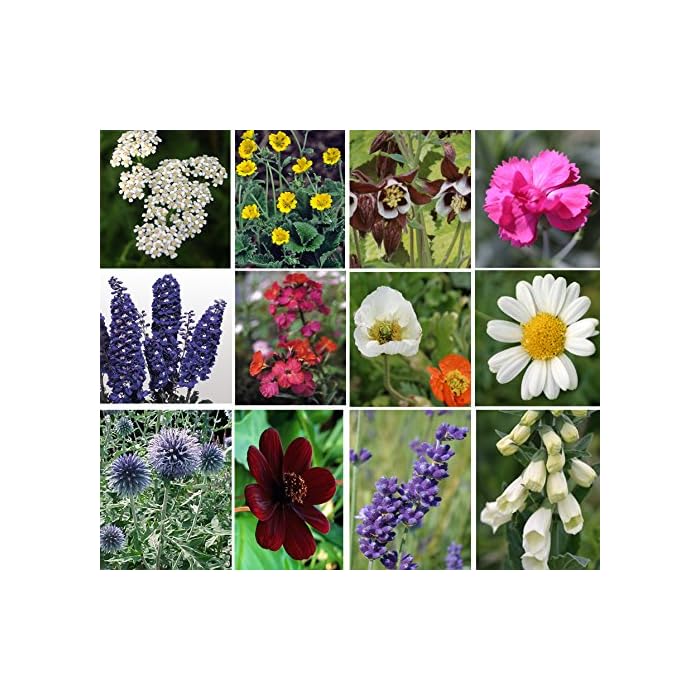 Buy 10 x Hardy Herbaceous Perennial Cottage Garden Plants, Mixed Plugs