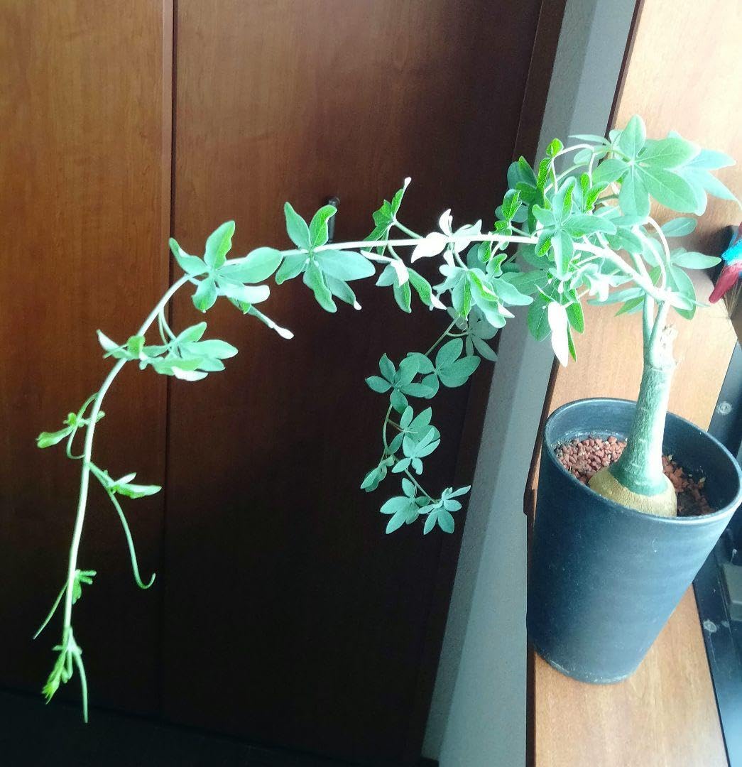 アデニア グラウカ 塊根植物 可愛い名札付き