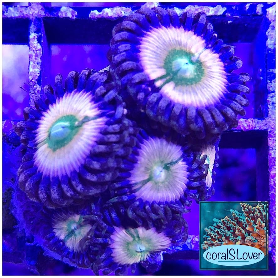 coralSLover Live Saltwater Coral Frag - Rainbow Infusion Zoanthids (2 Heads)
