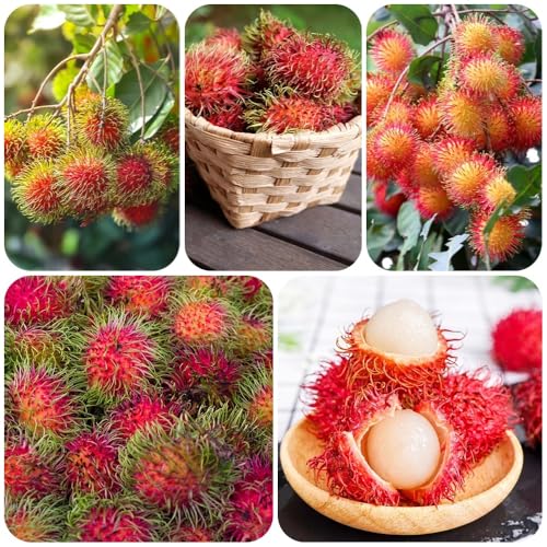semillas de rambután - árboles frutales, plantas de jardín Nefelio lappaceum - jardín de plantas árbol frutal, semillas de frutas fruto columnar, semillas raras plantas de 400pcs