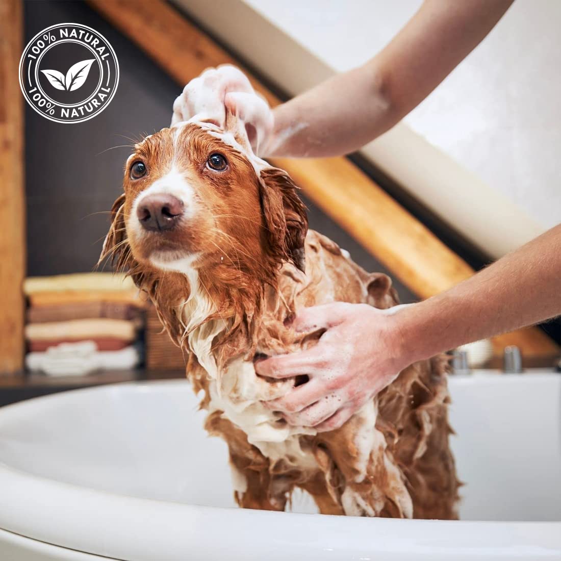 Máscara de Jengibre y saúco - Mascarilla para Perros - 250 ml - Mascarilla acondicionadora para Perros y Gatos: Brillo, Alivio y Cuidado Natural –Champú con Ingredientes Naturales