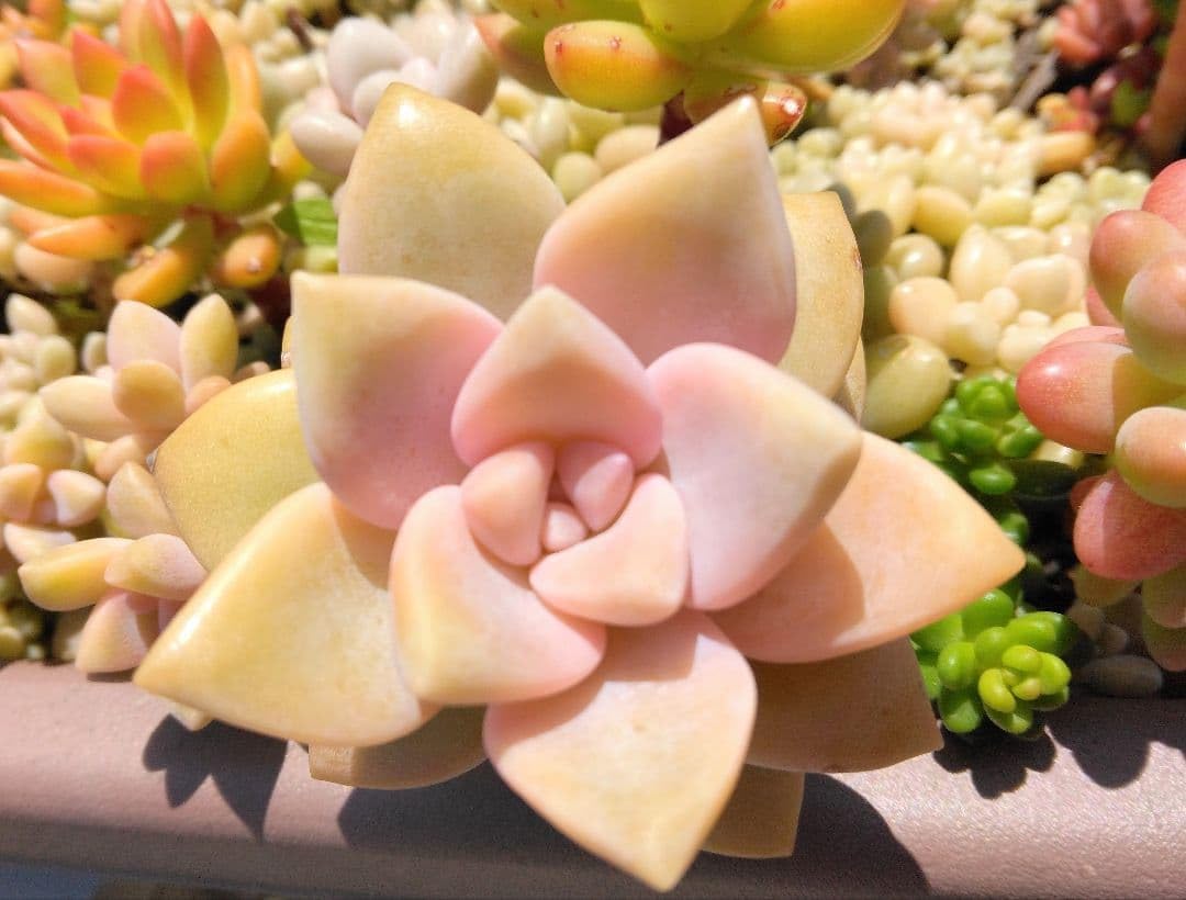 Amazon｜桜牡丹 多肉植物｜観葉植物 オンライン通販