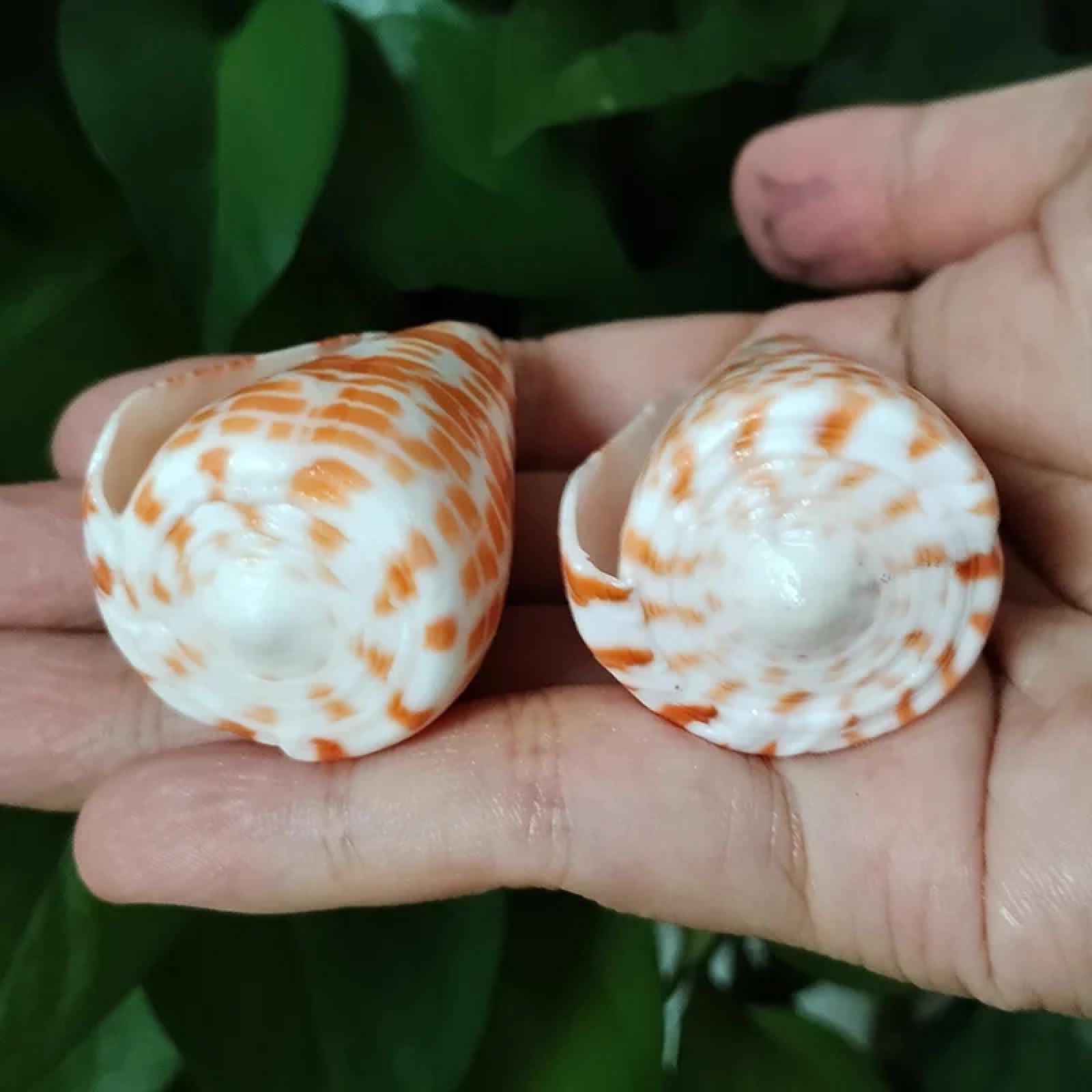 Conchiglie per decorazione, 2 pezzi 4-6 cm vera conchiglia rossa a forma di cono conchiglie di mare eremita granchio di ricambio esemplare acquario decorazione festa di nozze
