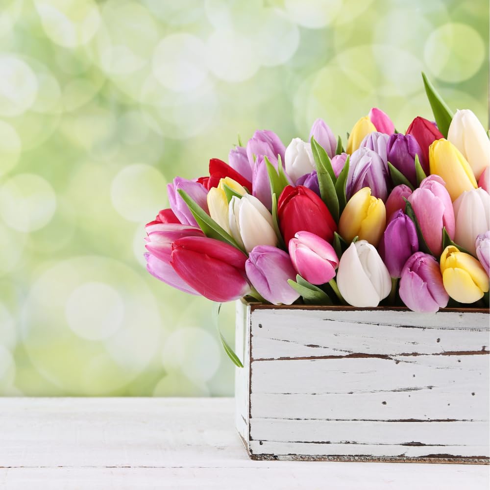 10 Bulbi Di Tulipano - Fiori Decorativi Profumati A Lunga Fioritura Per Giardino O Vaso - Foto 3