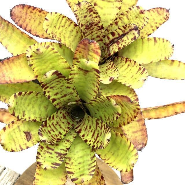 Amazon.co.jp: (現品) ネオレゲリア 交配種(ハンニバルレクター