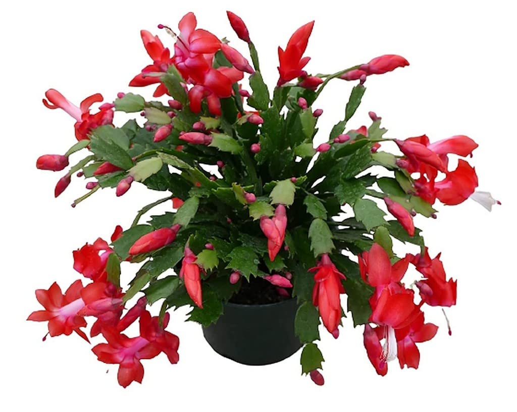OhhSome Indoor Plant Oxygen Thanksgiving Cactus Holiday Lucky Plants