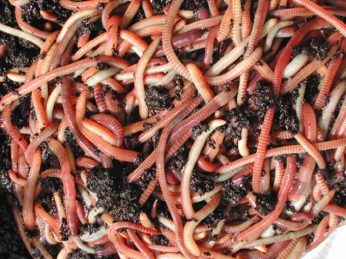 Tiger Composting Worms 500g