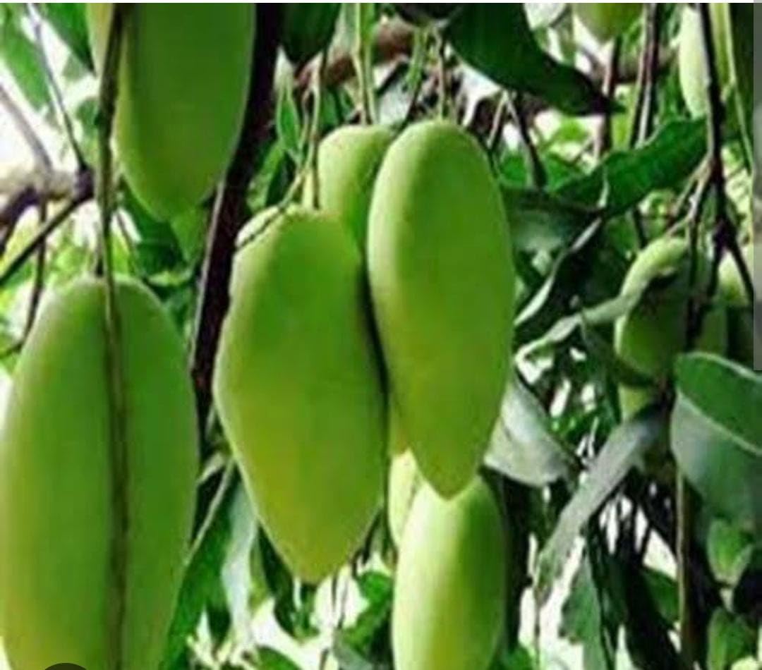 DASHERI MANGO PLANT (GRAFTED MANGO PLANT) Fruits after 2.5 year. Special variety of mango plant, Aam. (B0CNH4V2VK) Amazon Price History, Amazon Price Tracker