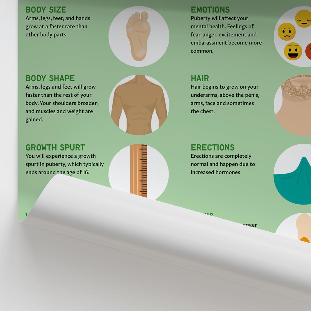 AnatomyStuff Poster/Diagramm "Männliche Pubertät", 45,7 x 61 cm, körperliche Entwicklung, PHSE, pädagogisches Wanddisplay, Klassenzimmer-Ressource