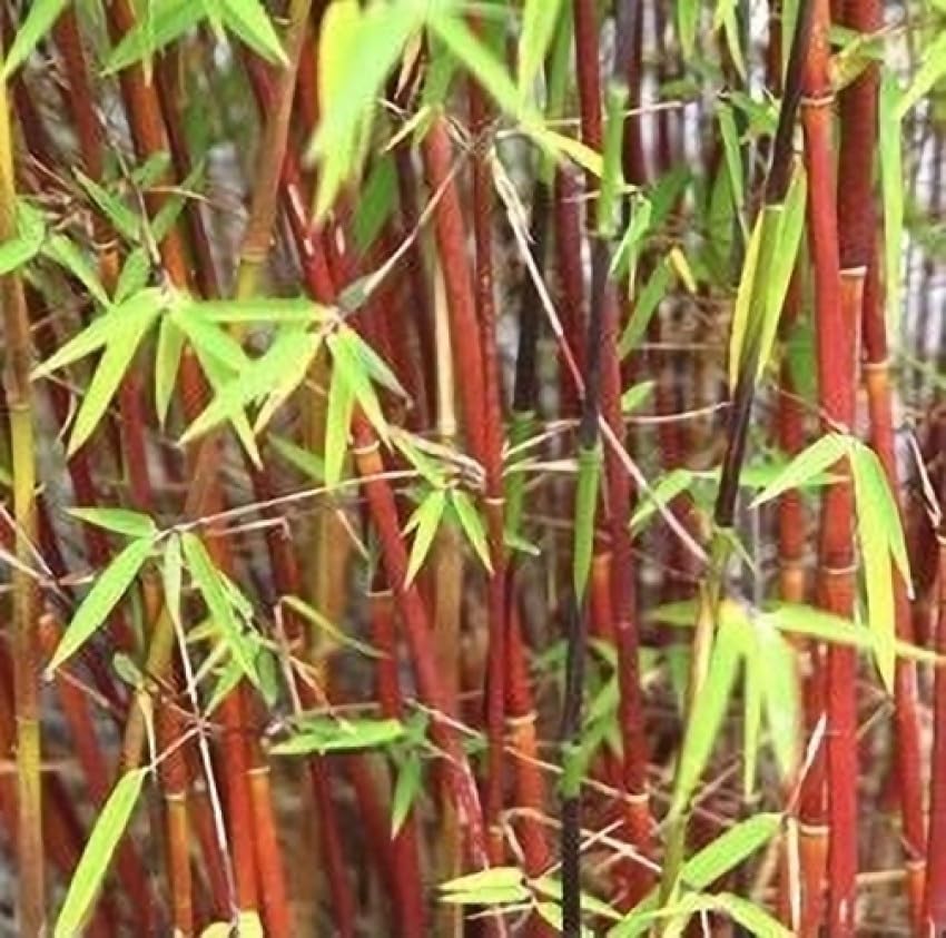 Bamboo seeds for fencing || Fancing bamboo seeds || 60 seeds - Image 5