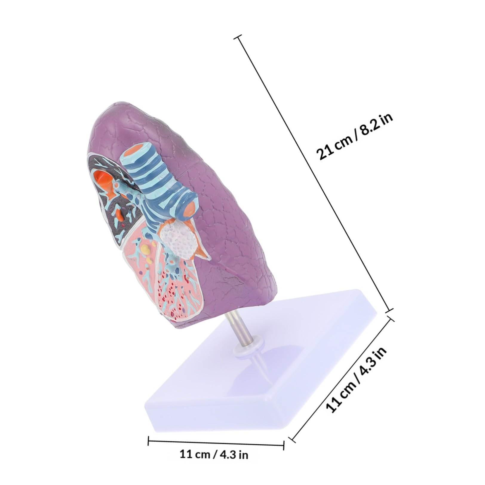 Modèle Anatomique Pulmonaire Pédagogique en Plastique Réaliste pour Étudiants, pour L'enseignement Physiologie L'anatomie