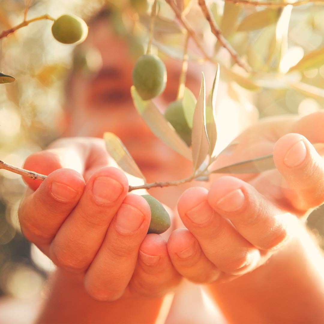 Aceitunas Verdes Aloreñas Aliñadas Partidas DCOOP Olivas 400 g