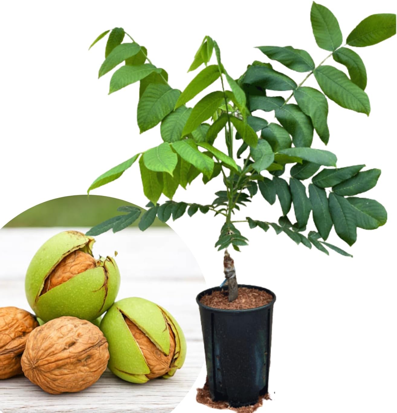 English Walnut Trees Live Plants, 2-3Ft Cold Hardy, Dormant, 1 Year Old Walnut Butternut Like, Walnuts Trees for Spring Planting