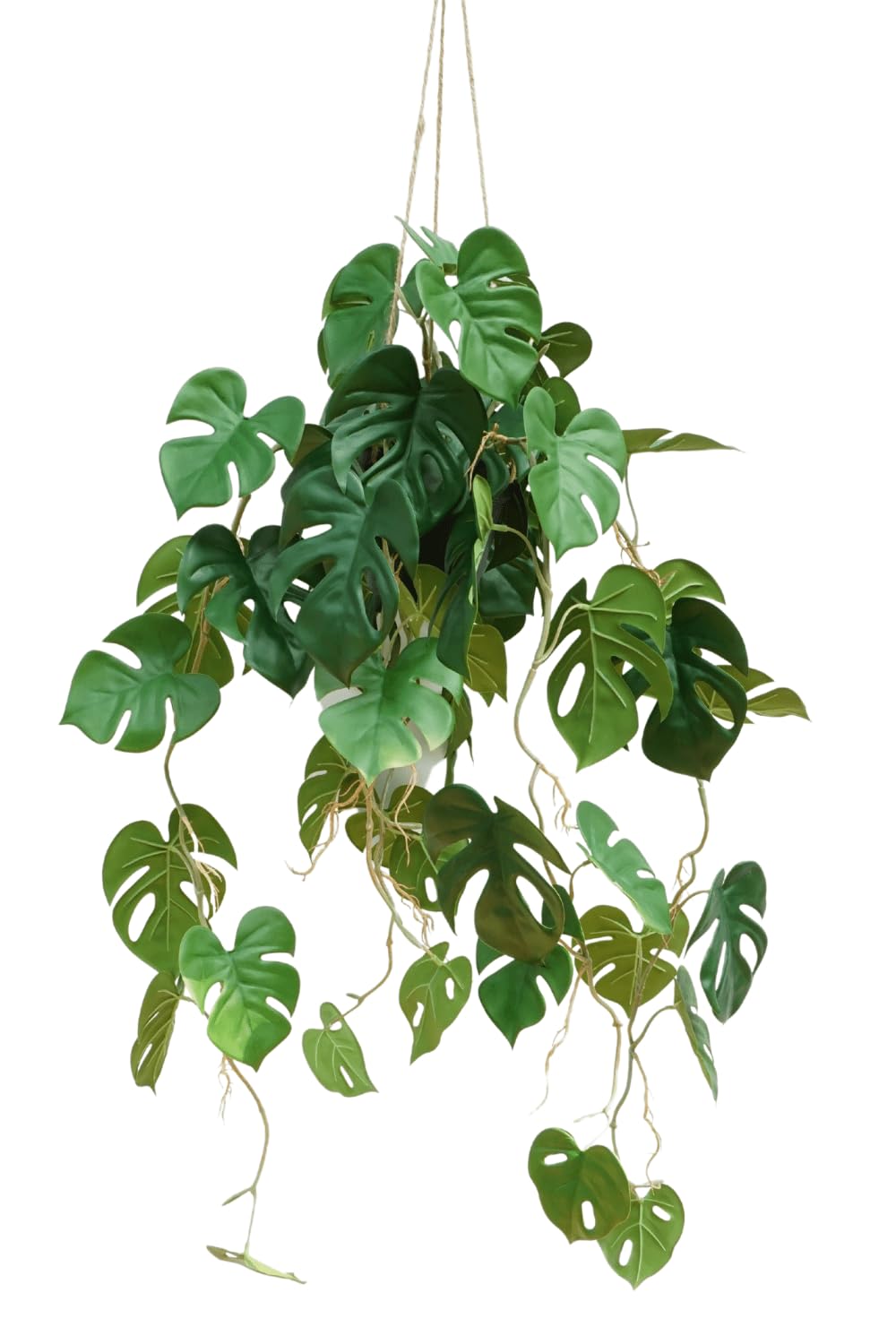philodendron pics Philodendron main image 0