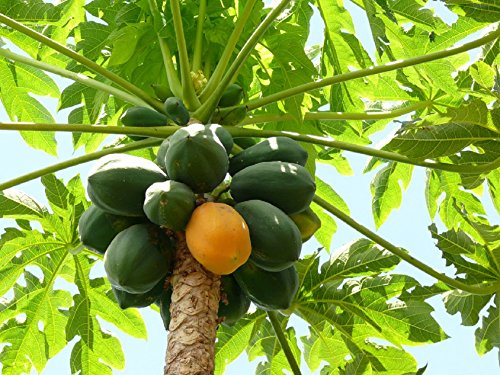Carica Papaya, Caribbean Papaya, Lechosa 100 Seeds