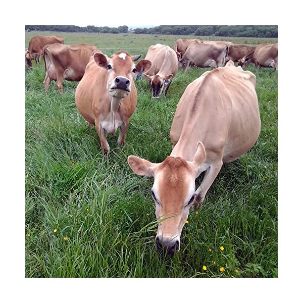 Raw Grass Fed Whey - Happy Healthy Cows, COLD PROCESSED Undenatured 100% Grass Fed Whey Protein Powder, GMO-Free + rBGH Free + Soy Free + Gluten Free + No Added Sugar, Unflavored, Unsweetened (12 OZ) - Image 6