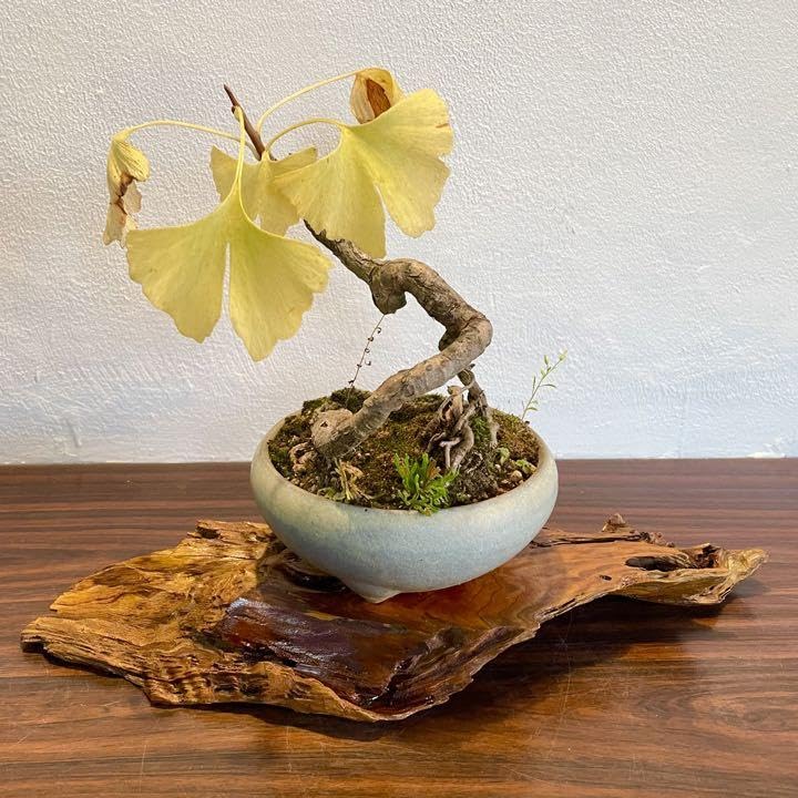 小品盆栽花台。7品。 小品盆栽花台。7品。