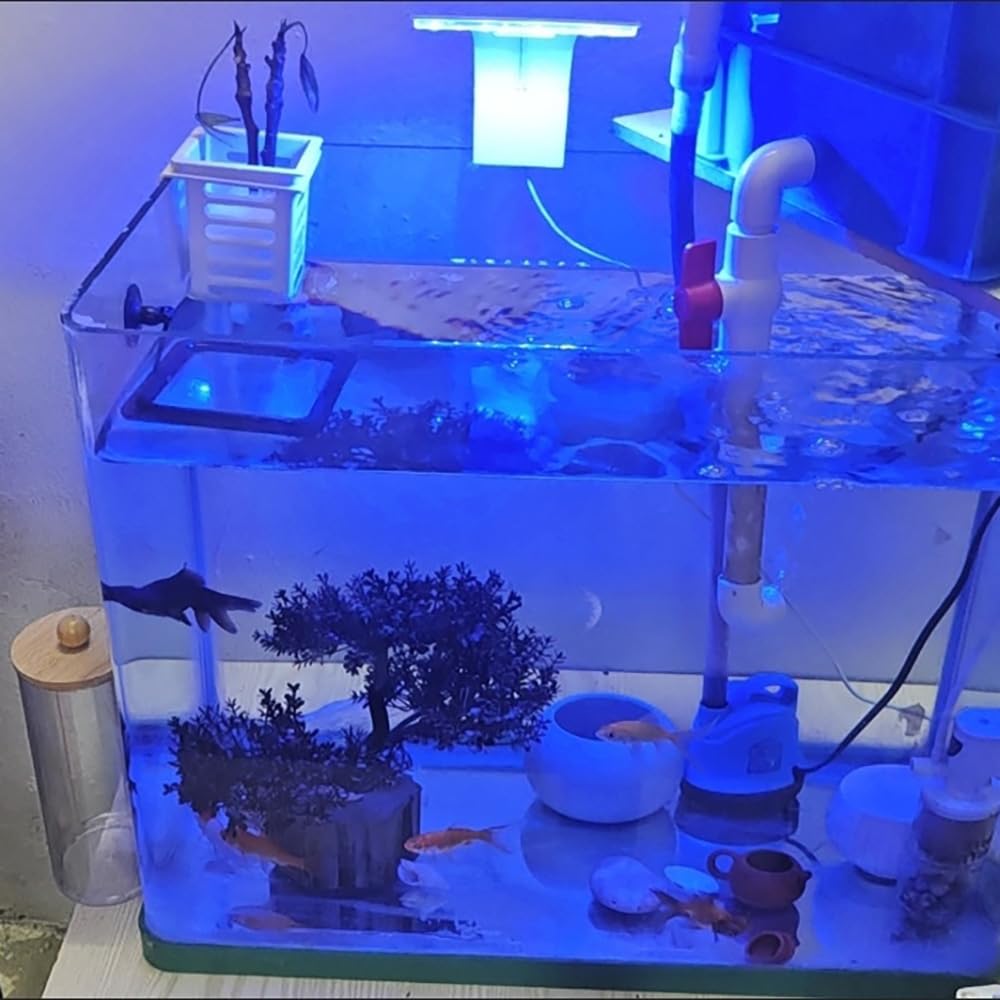 Anelli Alimentazione Pesce Acquario Rotonda Quadrata Guppy Betta Pesci Rossi 2 Pezzi Ventosa