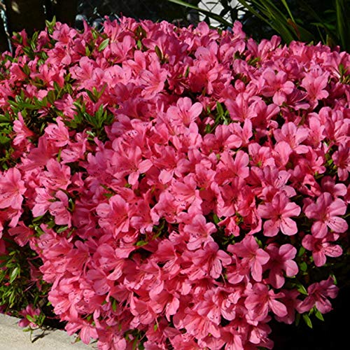 Amazon | さつき 苗 【大盃 （おおさかずき）】 4号ポット苗 | 植木