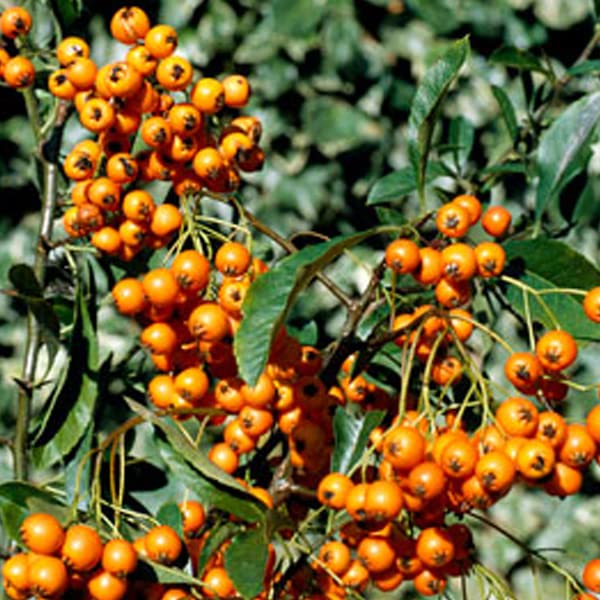 Agazzino 'Golden Charmer' 60–80 cm Vaso – Pyracantha 'Golden Charmer' – Bacche gialle decorative