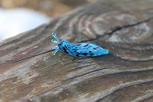 Spotted Sea Slug Glass Sculpture
