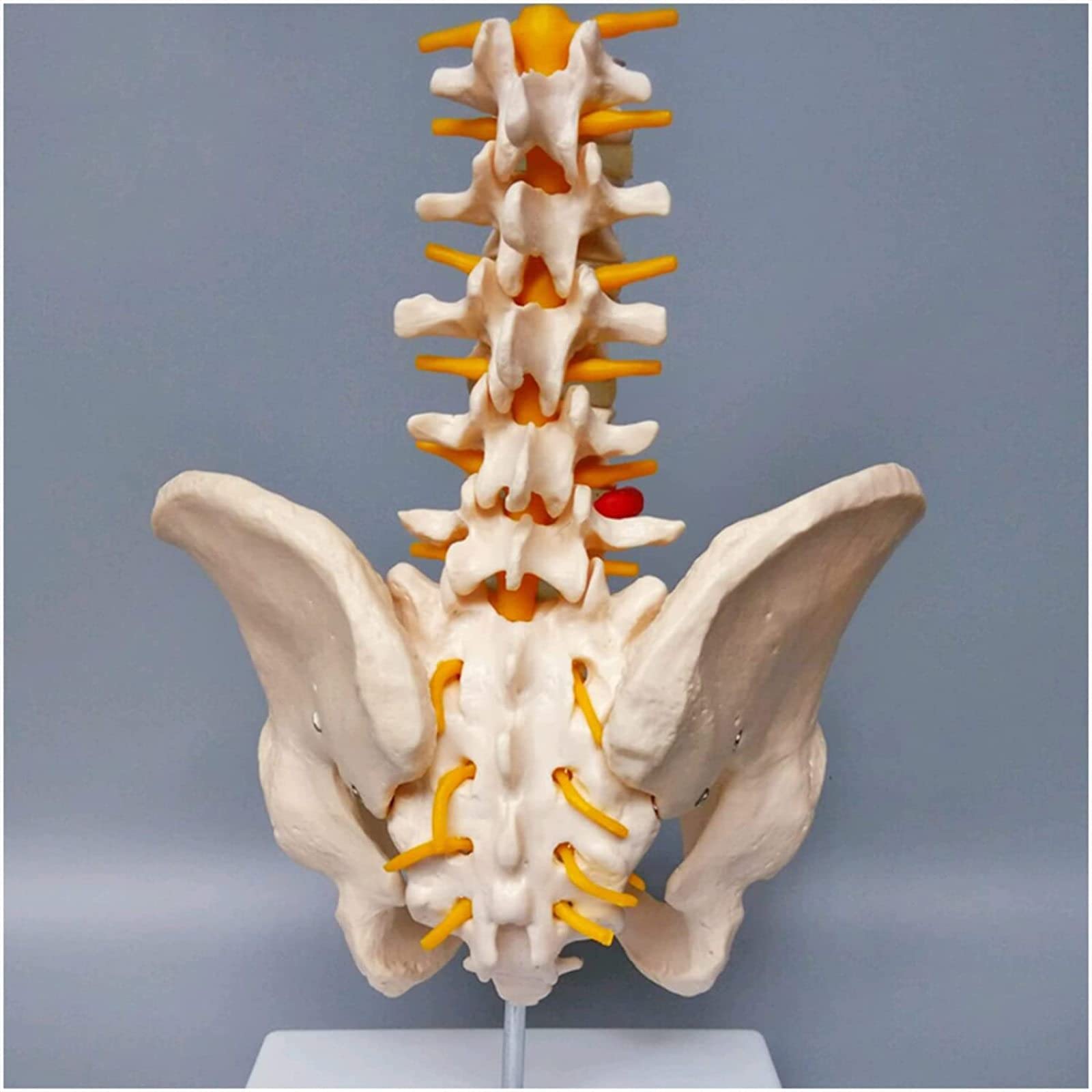 Life Size Lumbar Spine Model With 5 Vertebrae