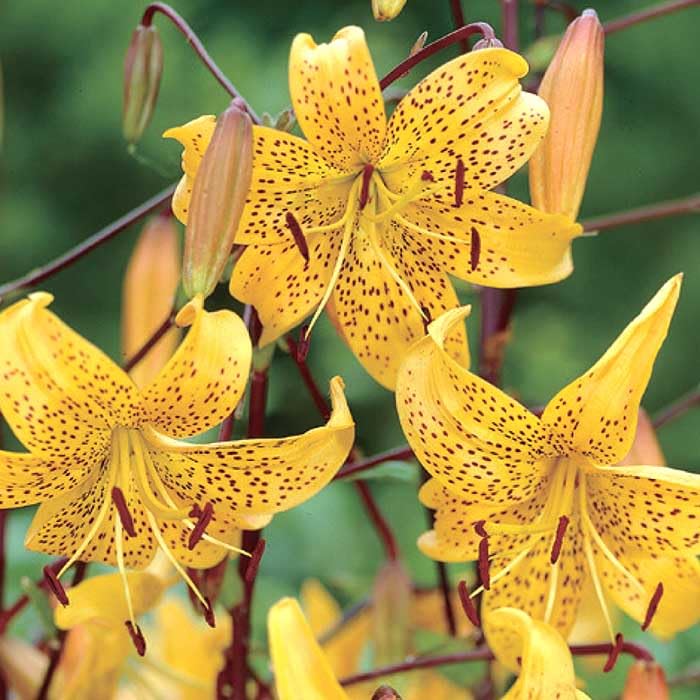 信州産 黄色の百合球根(子球付き♪ 信州産 黄色の百合球根(