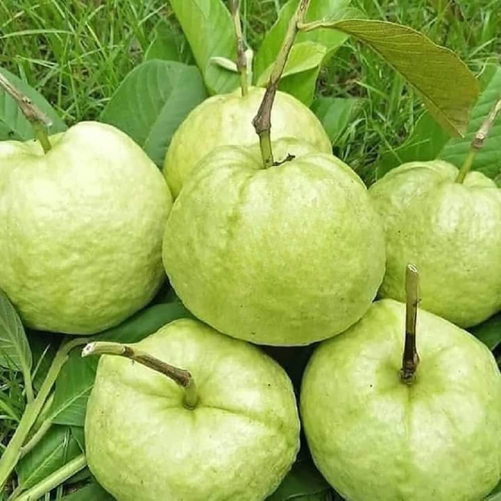 Live world Guava Live Plant Sweet All time Guava live green Amrud Live Plant for garden and nursery (B0B3DD9B4N) Amazon Price History, Amazon Price Tracker