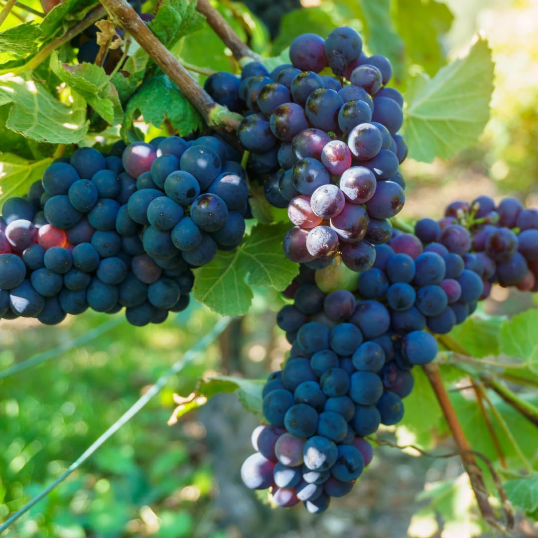 Blue Seedless Grape Vines Trees Live Plants, Well-Rooted 1 to 2 Years Old, Grapes Plant Live for Outdoor Planting, Zones 3-9