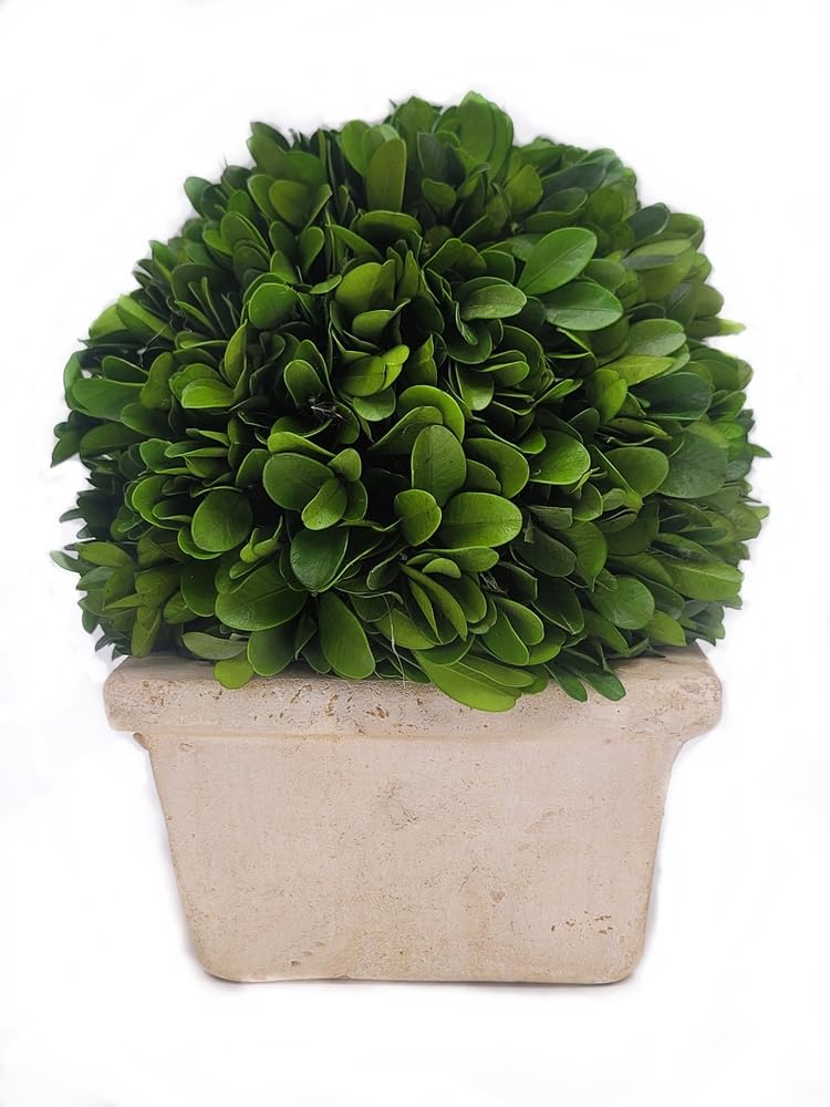 Tradingsmith Preserved Boxwood Medium Ball on Square Pot 8