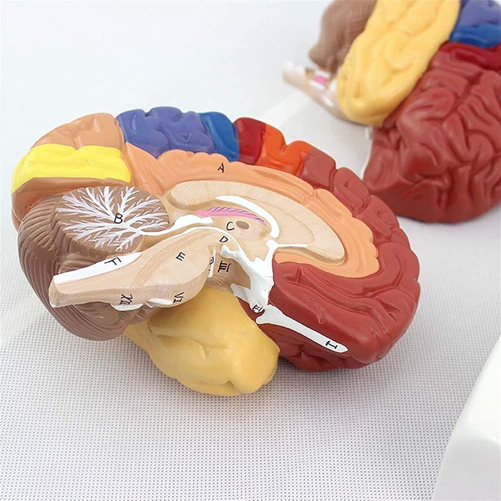 Anatomiczny Malowany Model Ludzkiego Mózgu Z Wyjmowanymi Częściami, Rozbitymi Narządami Mózgu, Składalnym Modelem Badawczym Dla Medycznych Materiałów Demonstracyjnych