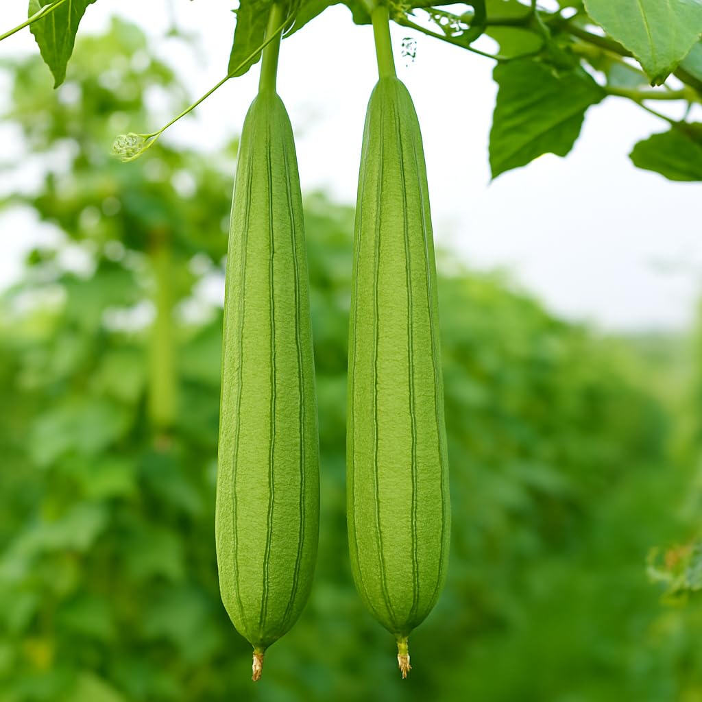 India Gardening Sponge Gourd (Torai/Gilki) Seeds for Planting | High Yield, Organic, Non-GMO Seeds | Healthy Summer Vegetable Seeds for Home, Terrace & Kitchen Garden