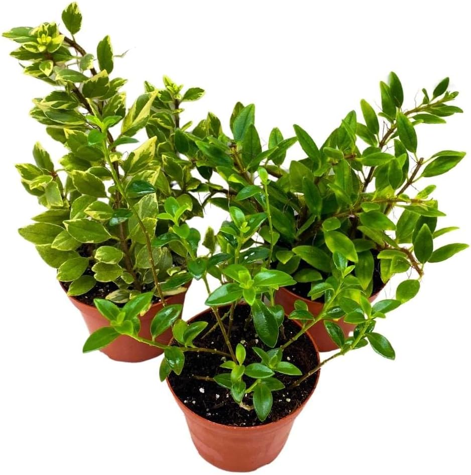 Columnea Goldfish Plant Assortment Set of 3 in a 4 inch Pot