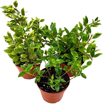 Harmony Foliage Columnea Goldfish Plant Assortment Set of 3 in a 4 inch Pot