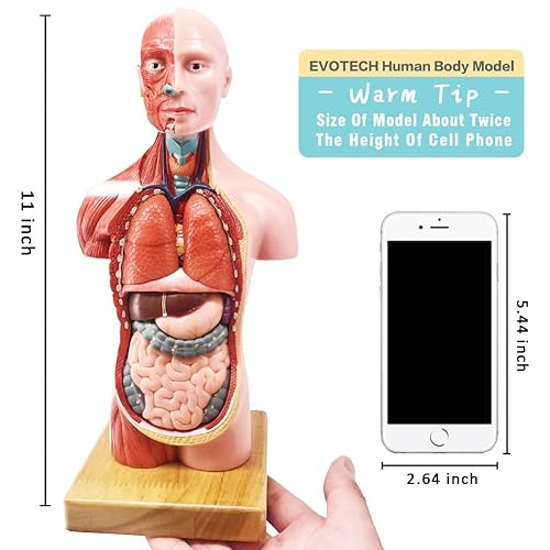 Miniatura 5 de EVOTECH SCIENTIFIC Modelos de cuerpo humano, esqueleto y corazón, el mejor modelo de anatomía, juego de 3 herramientas prácticas de estudio de