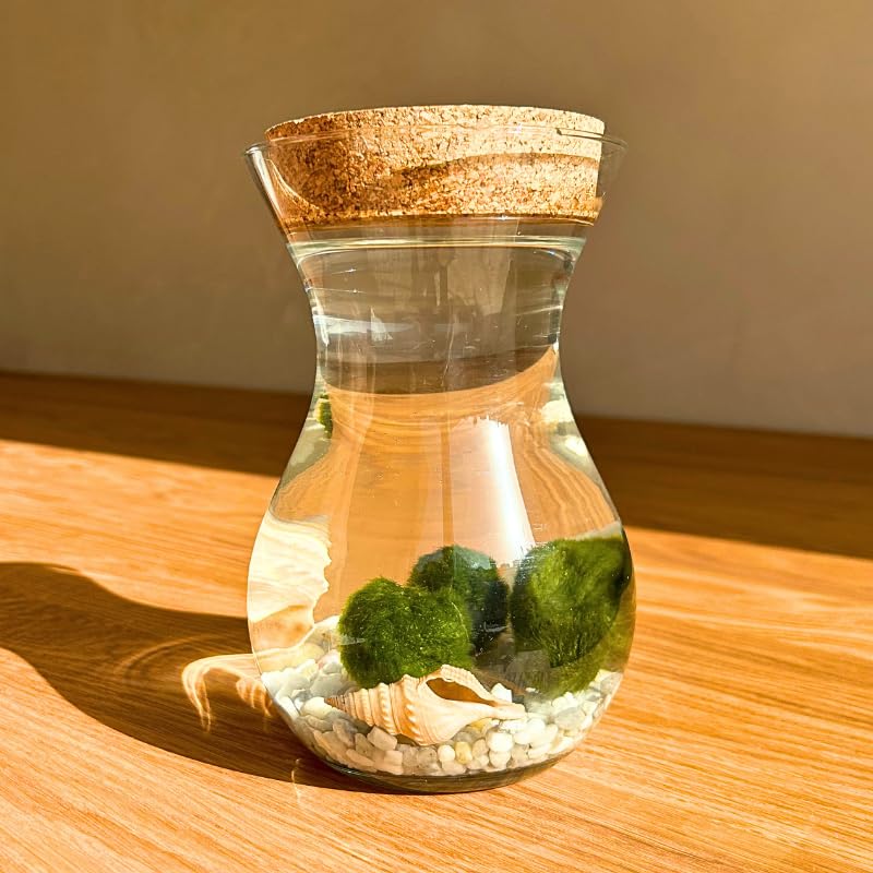 Moss Ball - 4 Bolas de Musgo | Ideal para decoración Interior | Marimo | Marimo Ball | Alga acuática | Planta Acuática | Acuários y Decoración | Medidas: 18x12 cm