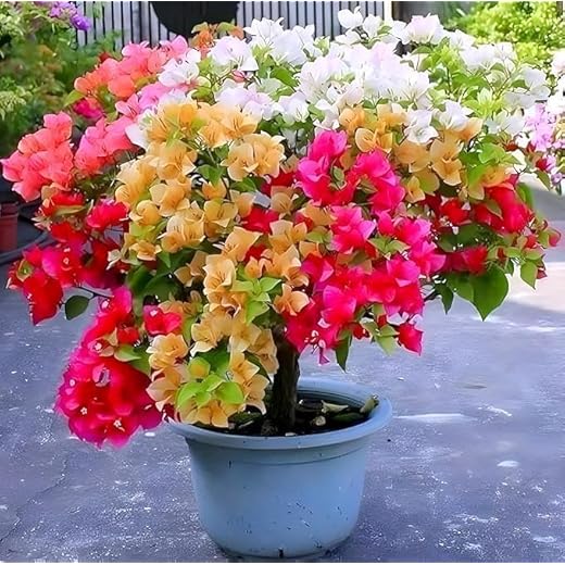Grafted Multi-Color Bougainvillea Bonsai Tree