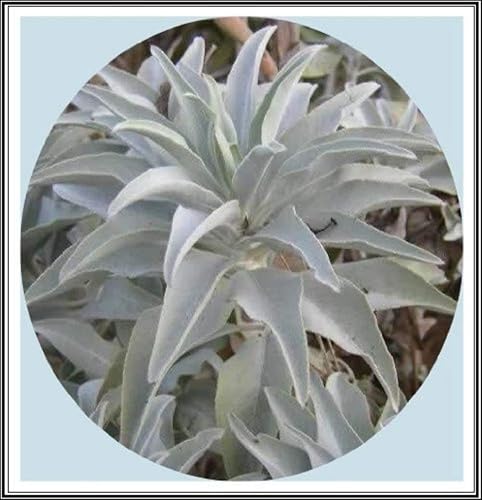 475mg California White Sage 200 Semillas Salvia Sagrada Apiana Ceremonial Aromática