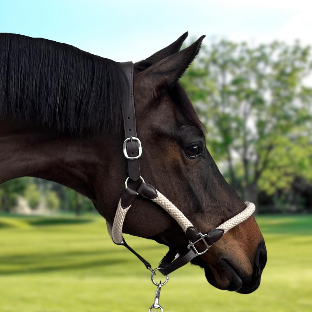 Licol cheval avec longe cheval - equitation cheval equipement - licol premium cuir et coton 100% - Têtière anatomique - Full Size (Beige)