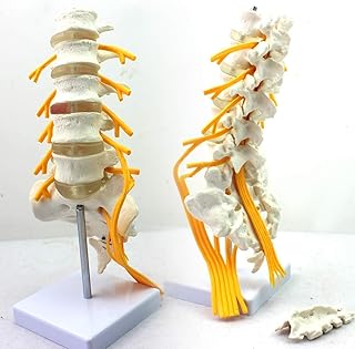 Educational Model Lumbar Spine Model 1:1Life Size Sacral Nerve Skeletal Anatomy Model Anatomical Spine Model Teaching Model for Educational Aid for School,Education