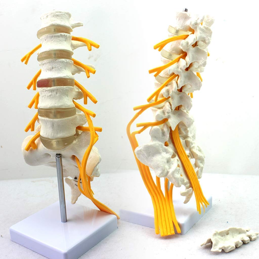 BEZAX Educational Model Lumbar Spine Model 1:1Life Size Sacral Nerve Skeletal Anatomy Model Anatomical Spine Model Teaching Model for Educational Aid for School,Education