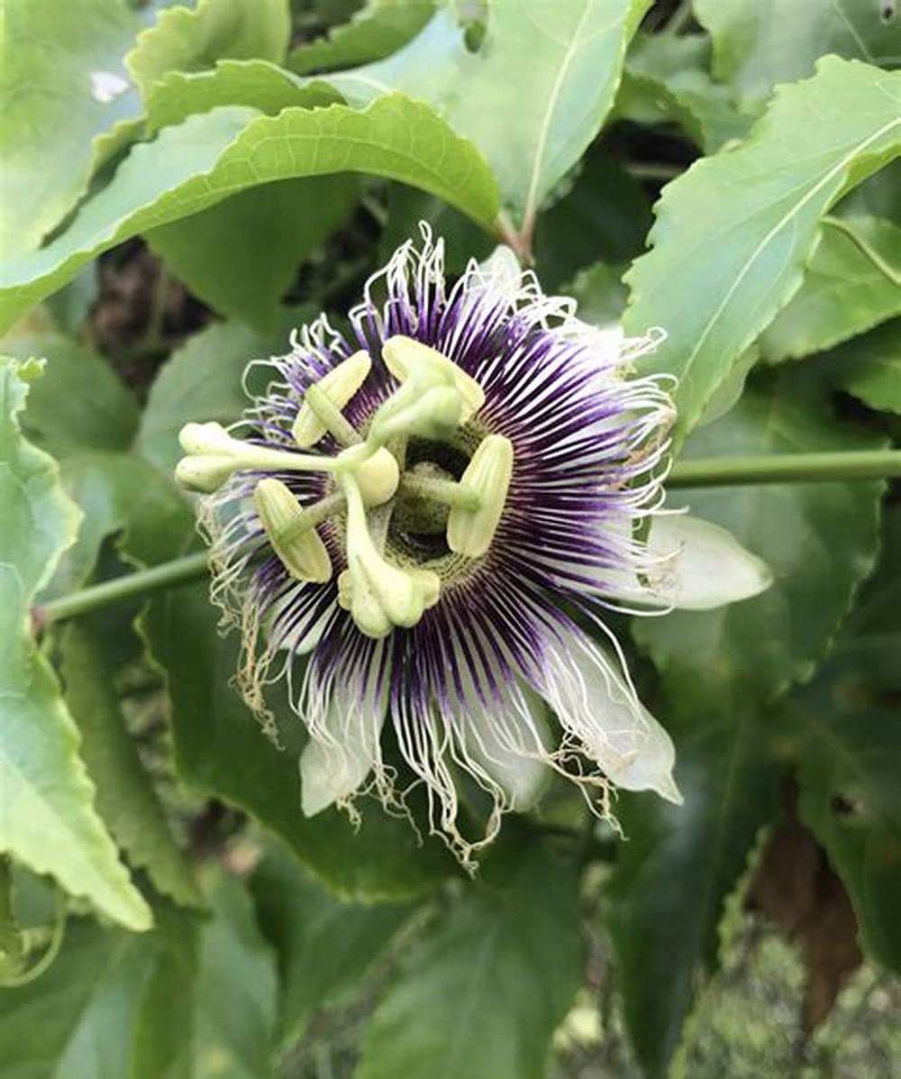 5 Semi Di Passiflora Foetida – Frutto Rosso Commestibile – Maracuyà Selvatico – Spagna