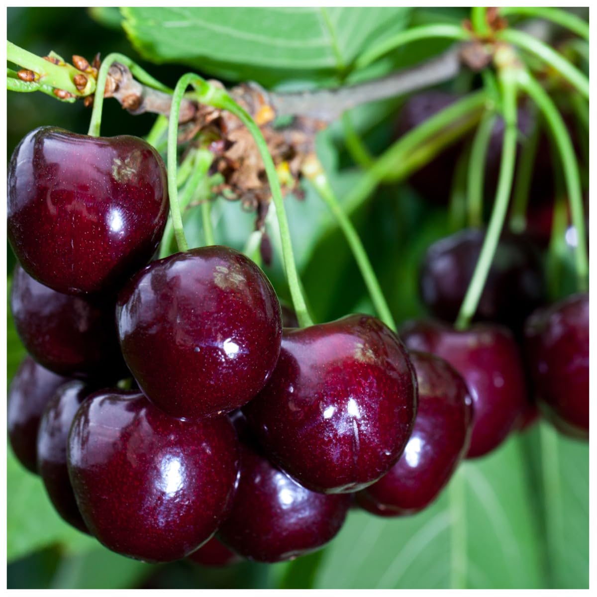 Van Cherry Tree 3-4ft in 6L Pot Large, Dark Red, Sweet & Juicy Cherries 3fatpigs®