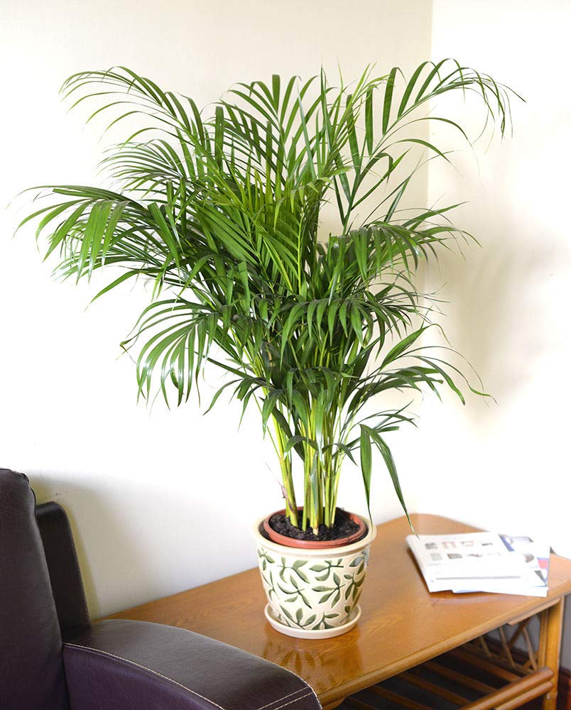 Planta de interior - Planta para la casa o la oficina - Chrysalidocarpus lutescens Palmera Areca - Palmera mariposa - 1 metro