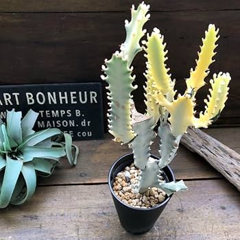 Amazon｜ホワイトゴースト 4号 高級 レアなユーフォルビア 多肉