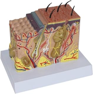 Educational Model Human Anatomy Skin Tissue Structure Enlarged Model Skin Hierarchy Model Simulation Stereo Skin Model Block for Medical Education Teaching Plastic Surgery