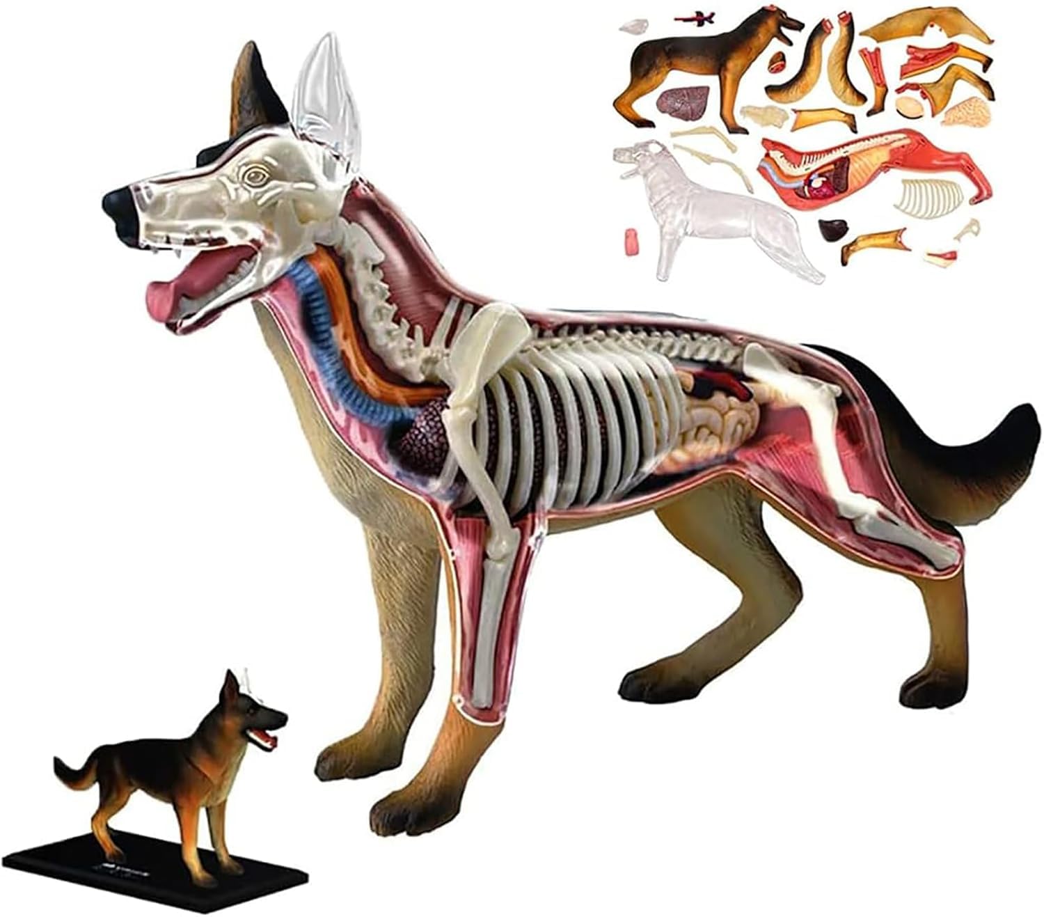 Model anatomii psa 4D z odłączaną biologią, 29 części do pokazu nauczania zwierząt i szkolenia weterynaryjnego