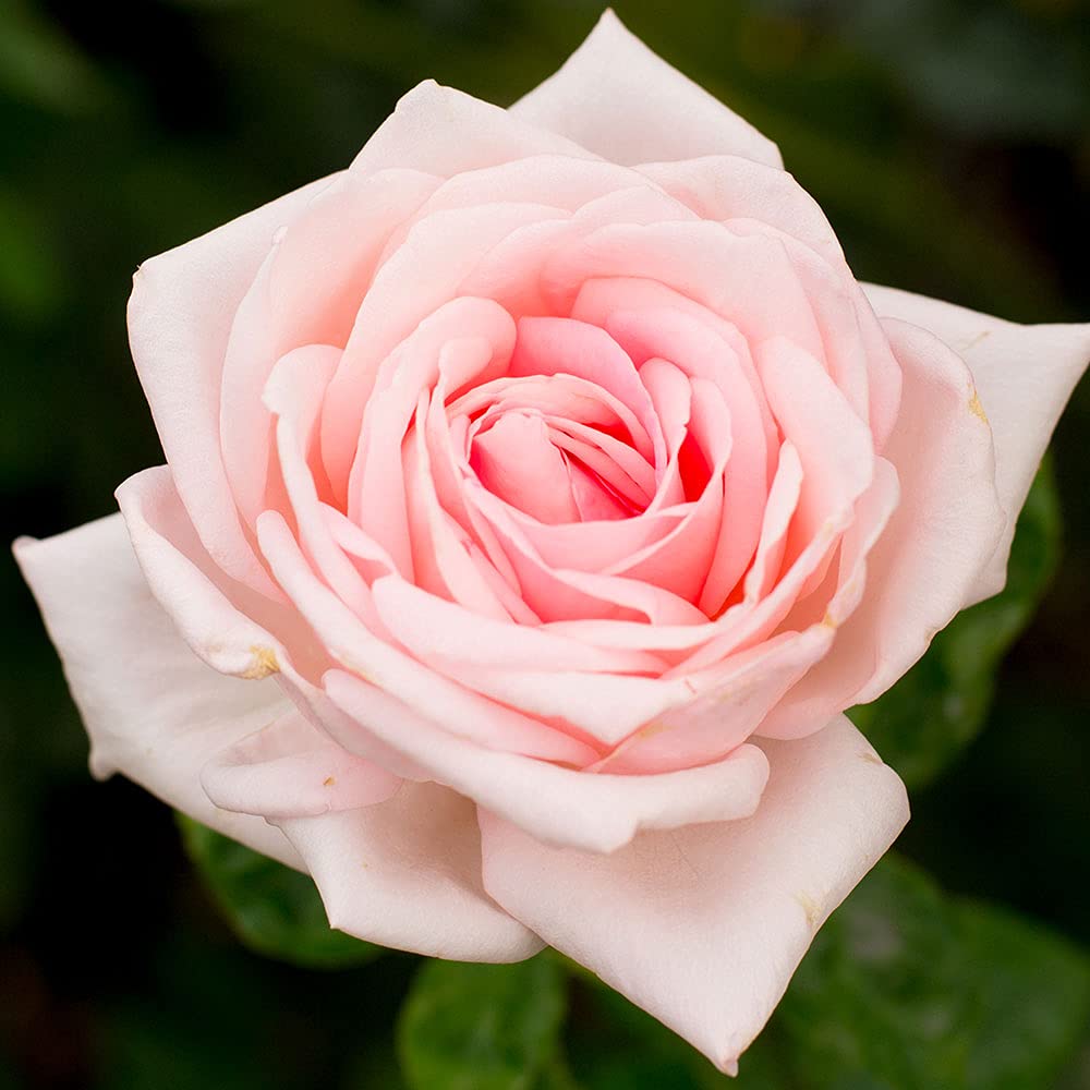 Amazon.com: Heirloom Roses Fragrant Rose Plant - Royal Highness Hybrid ...