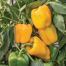 PREMIER SEEDS DIRECT - Sweet Pepper - Afterglow F1-10 Finest Seeds